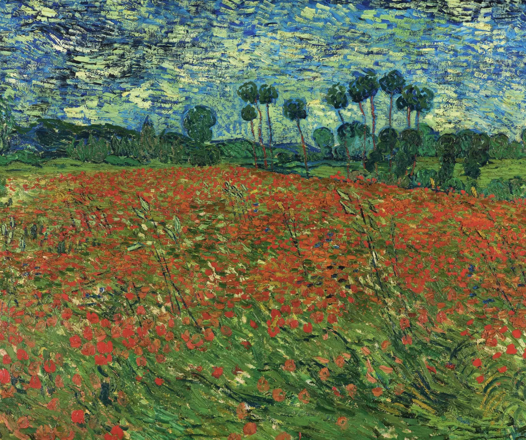 The Poppy Field