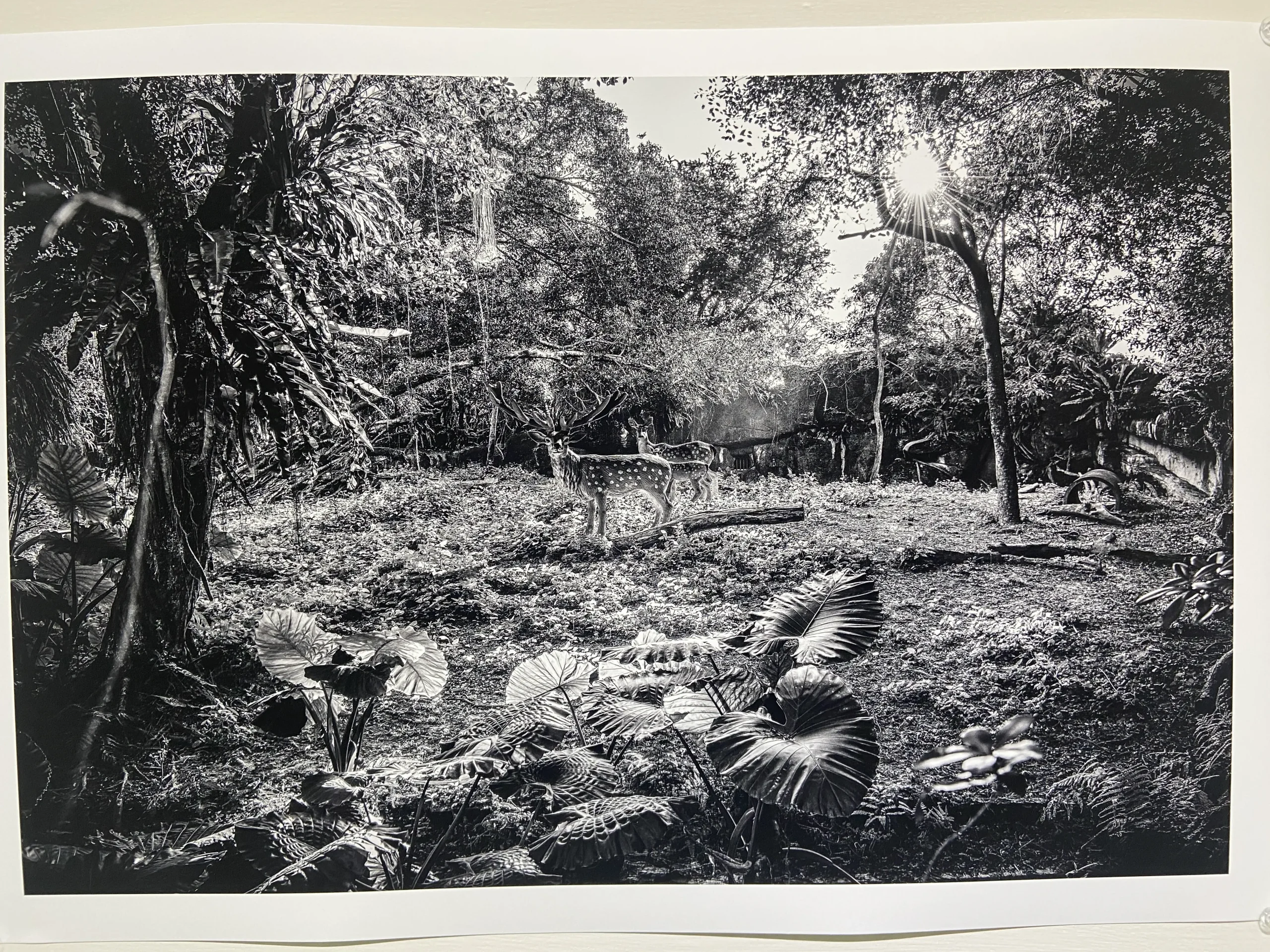 梅花鹿-省思Reflection-藝術家王鼎元