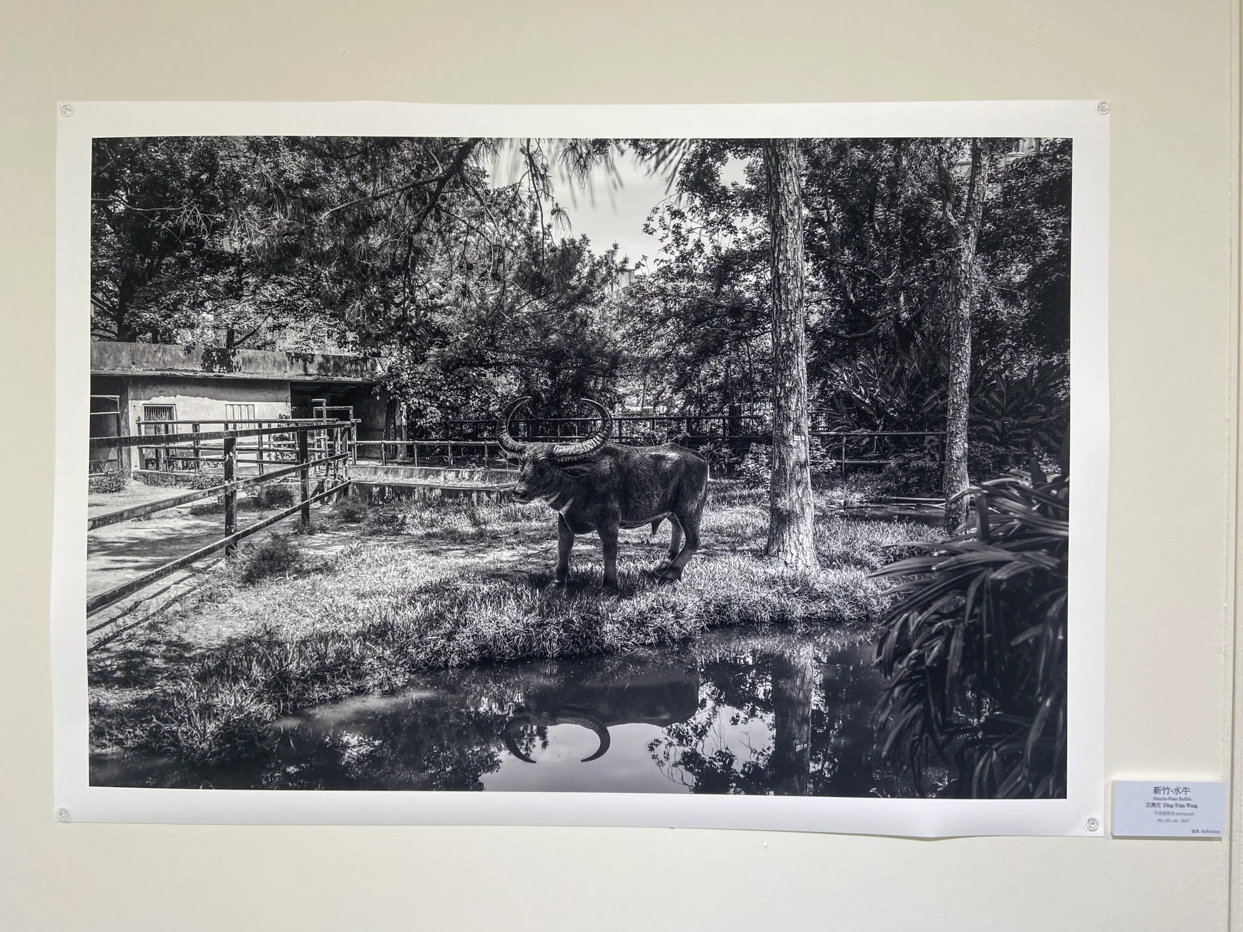 水牛-省思Reflection-藝術家王鼎元