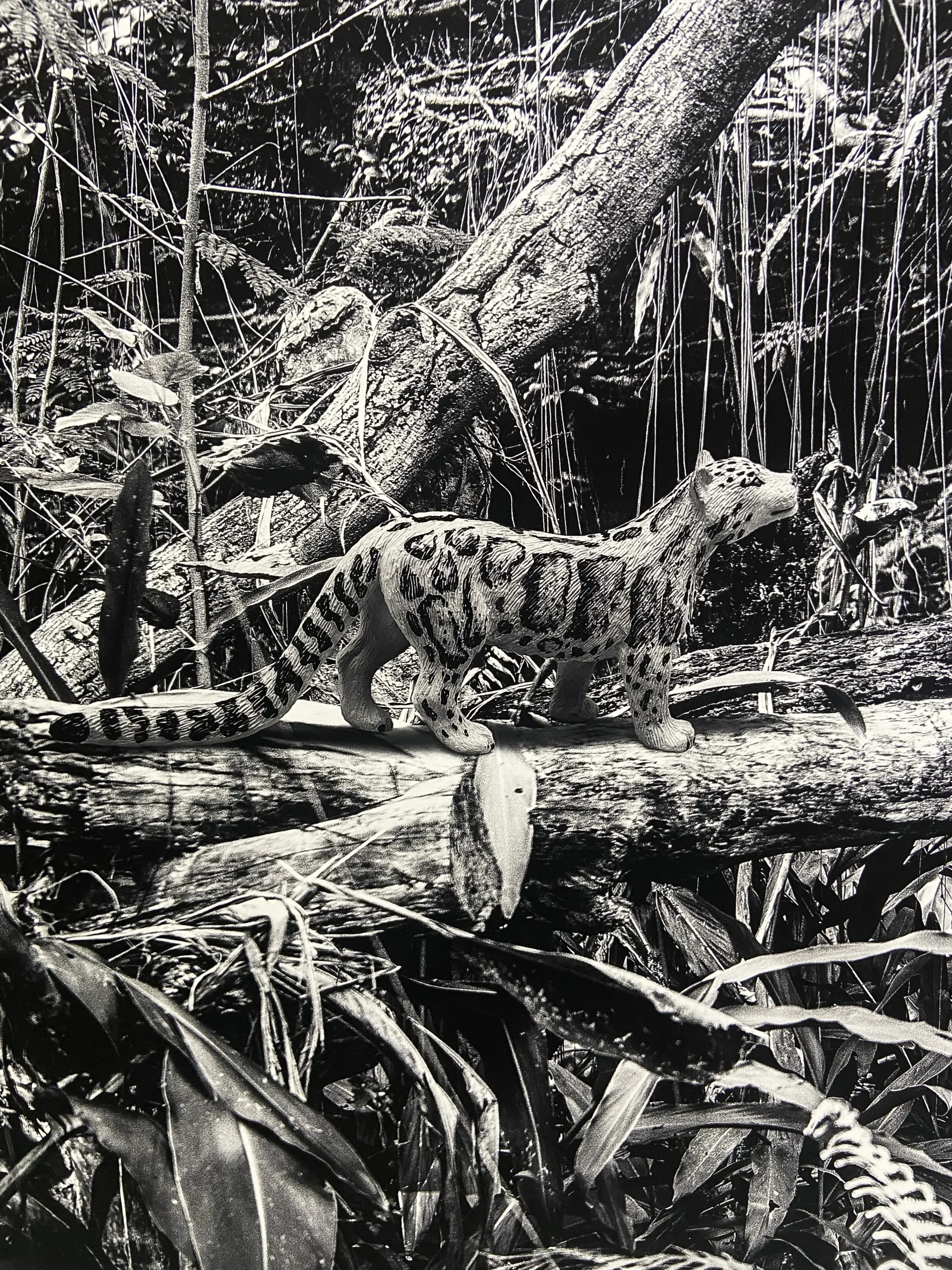 雲豹-省思Reflection-藝術家王鼎元